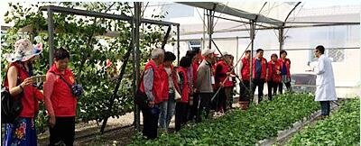 蔬菜種子，幾百萬種植戶的選擇